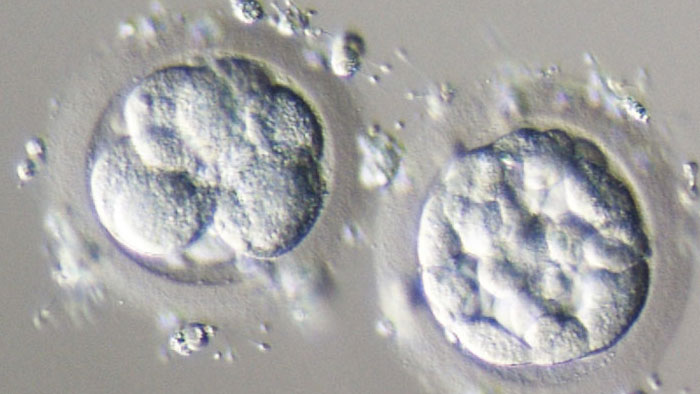 Two-Stage Embryo Transfer Technique